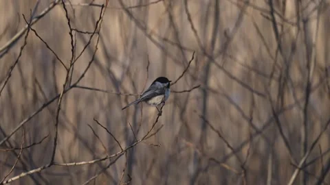 Black-Capped Chickadee Looking Around Before Flying Away Vídeo Stock 335939020
