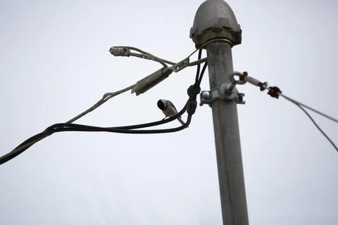 Black-Capped Chickadee Looking Down Stock Photos