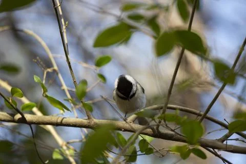 Black-Capped Chickadee Looking Down Stock Photos