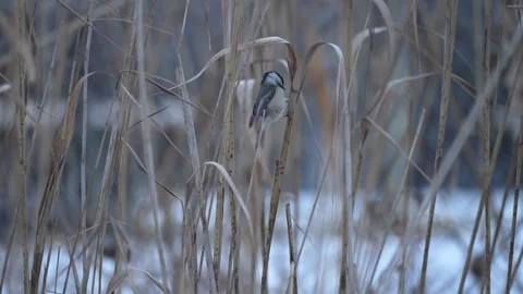 Black-Capped Chickadee Moving Between Reeds Stock Footage 335938520