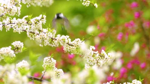 A Black-capped Chickadee peacefully perched on a blooming branch in a Stock Footage 286844586