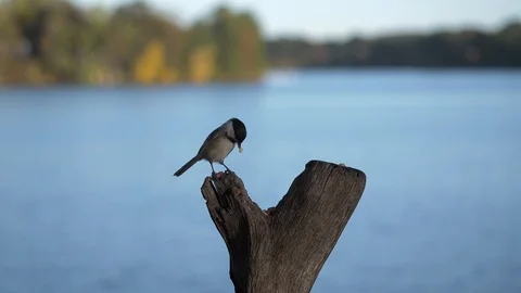Black-capped chickadee pecks at a nut in front of a lake then flies away. Video stock 91456691