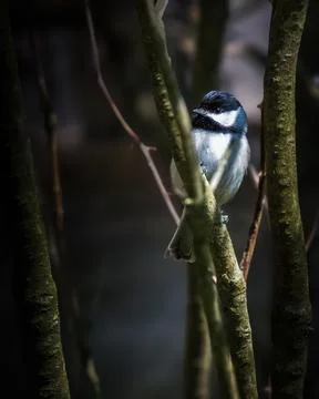 Black-capped Chickadee perched among slender branches 스톡 사진
