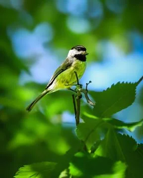 Black-capped chickadee perched among vibrant green leaves Stock Photos