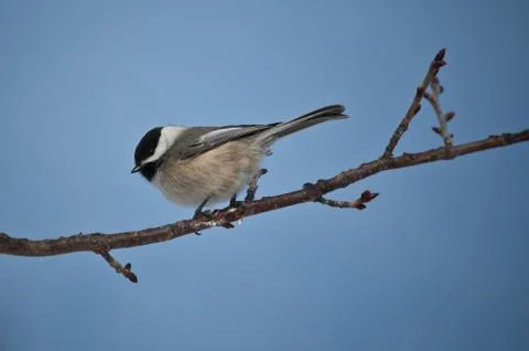Black-capped Chickadee perched on a branch Stock Photos
