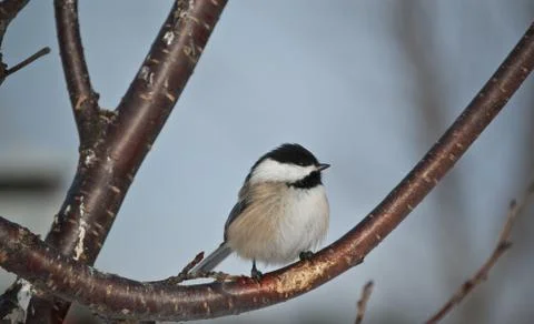Black-capped Chickadee Perched on a Branch Stock Photos