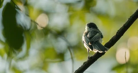 Black Capped Chickadee Perched on Branch in Soft Sunlight Stock-Fotos