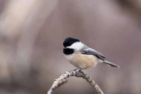 Black Capped Chickadee Perched on a Curved Branch. Stock Photos