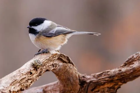Black-capped chickadee perched on a dead tree branch during late autumn. Stock Photos