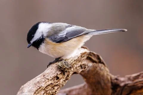 Black-capped chickadee perched on a dead tree branch during late autumn. Stock Photos
