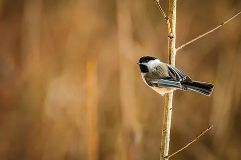 Black-capped Chickadee perched Stock Photos