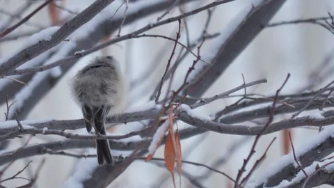 A Black-capped Chickadee perched on a snowy tree and shaking its fluffy Stock Footage 144885626