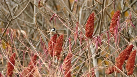 Black capped chickadee perched on a sumac tree red berries Stock Footage 164525327
