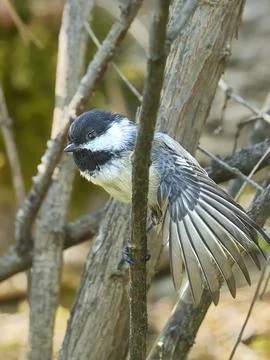 Black capped chickadee perched with tail fanned out. Stock Photos