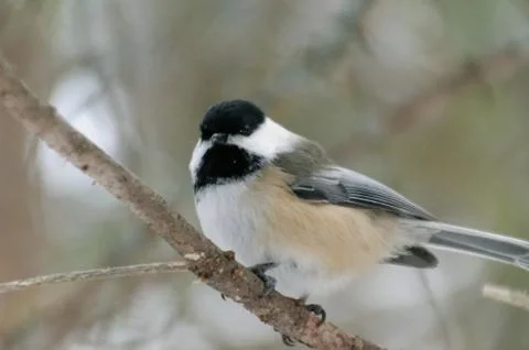 Black-capped Chickadee perched on a tree branch 写真素材
