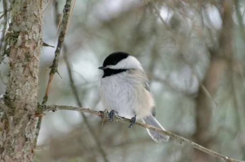 Black-capped Chickadee perched on a tree branch 写真素材