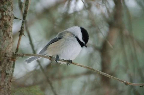 Black-capped Chickadee perched on a tree branch looking down 写真素材