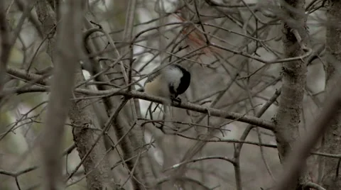 Black Capped Chickadee perched upon a branch. Stock Footage 55108353