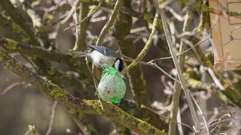 Black-capped chickadee perches on a mossy branch Stock Footage 331209986