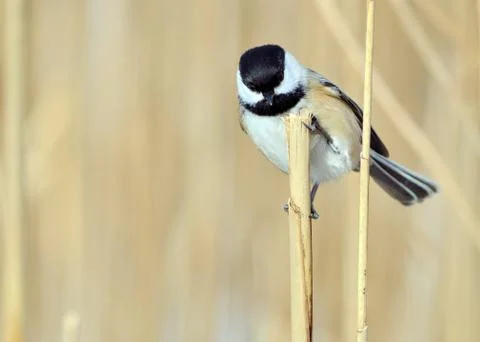 Black-capped chickadee Stock Photos