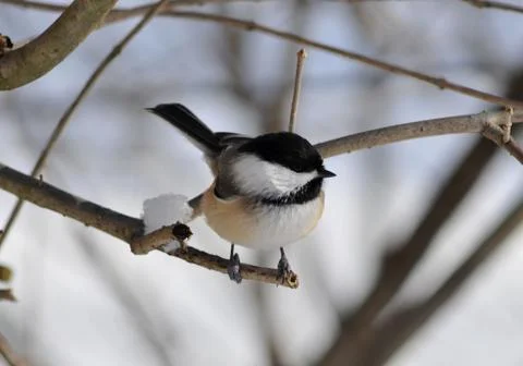 Black-capped chickadee Stock Photos