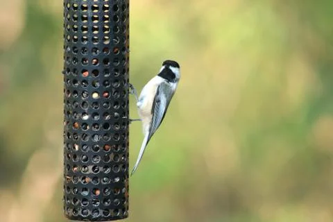Black-capped chickadee Stock Photos