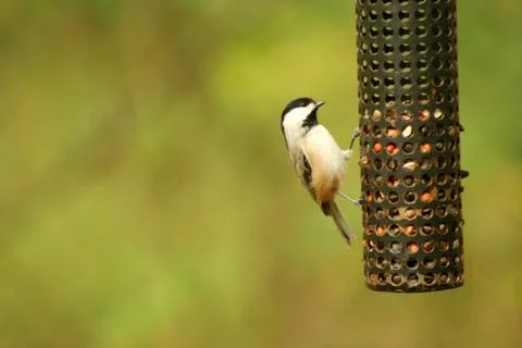 Black-capped chickadee Stock Photos