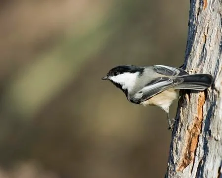 Black-capped chickadee Stock Photos