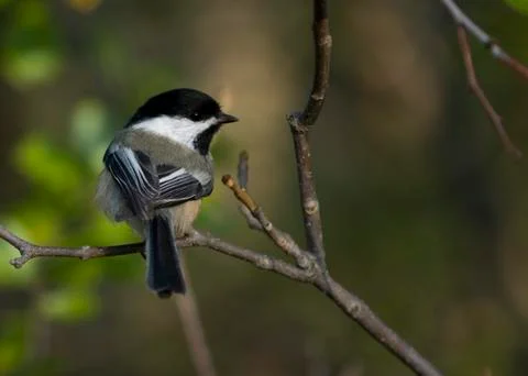 Black-capped chickadee Foto stock