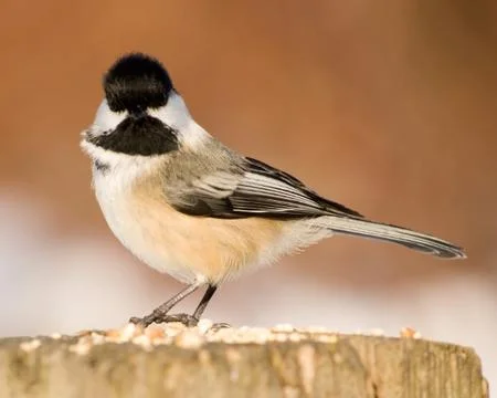 Black-capped chickadee Stock Photos