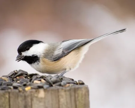 Black-capped chickadee Stock Photos