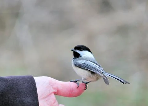 Black-capped chickadee Stock Photos