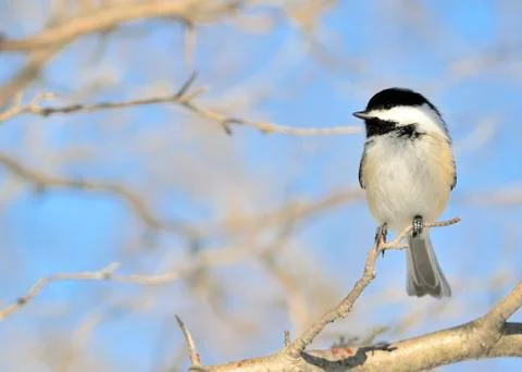 Black-capped chickadee Stock Photos