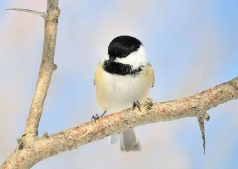 Black-capped chickadee Stock Photos