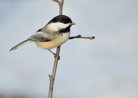 Black-capped chickadee Stock Photos
