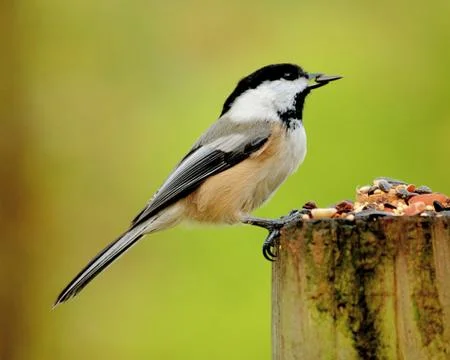 Black-capped chickadee Stock Photos