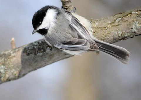 Black-capped chickadee Stock Photos