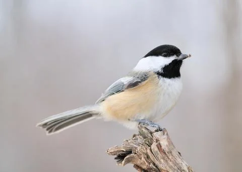 Black-capped chickadee Stock Photos