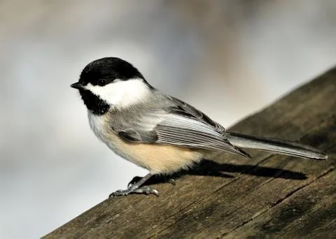 Black-capped chickadee Stock Photos