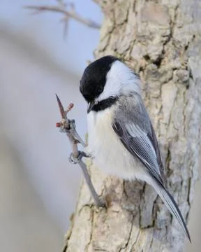 Black-capped chickadee Stock Photos