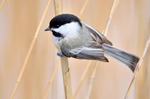 Black-capped chickadee Stock Photos