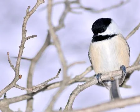 Black-capped chickadee Stock Photos