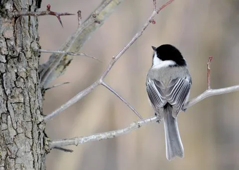 Black-capped chickadee Stock Photos