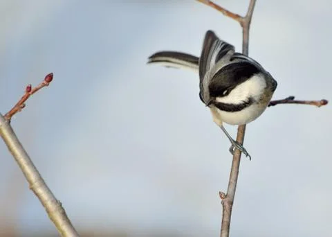 Black-capped chickadee Stock Photos