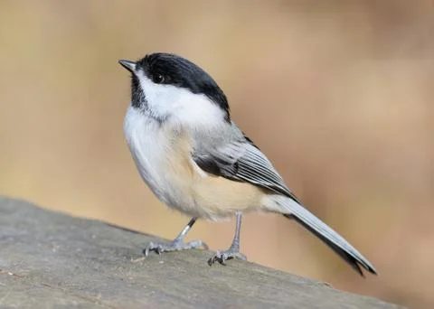 Black-capped chickadee Foto stock