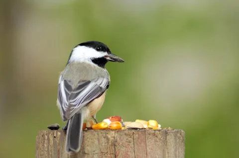 Black-capped chickadee Foto stock
