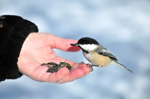 Black-capped chickadee Stock Photos