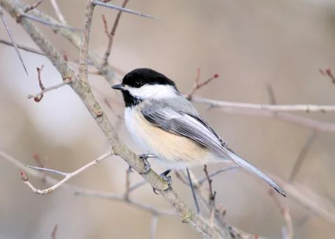 Black-capped chickadee Stock Photos