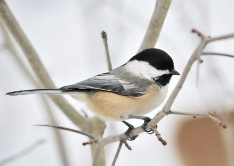 Black-capped chickadee Stock Photos