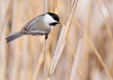 Black-capped chickadee Foto stock